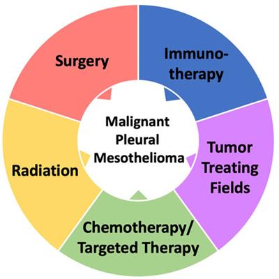 Novel Therapeutic Targets and Immune Dysfunction in Malignant Pleural Mesothelioma